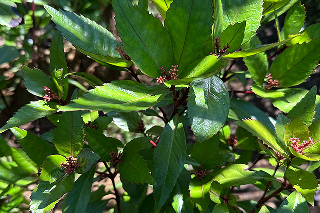 千両の紅の花（6月頃）